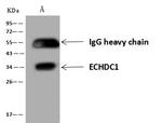 ECHDC1 Antibody in Immunoprecipitation (IP)