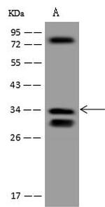 ECHDC1 Antibody in Western Blot (WB)