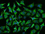 EEF1A2 Antibody in Immunocytochemistry (ICC/IF)