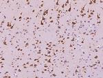 EEF1A2 Antibody in Immunohistochemistry (Paraffin) (IHC (P))