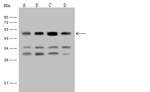 EEF1A2 Antibody in Western Blot (WB)