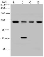 eIF3b Antibody in Western Blot (WB)