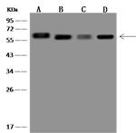 ELK1 Antibody in Western Blot (WB)