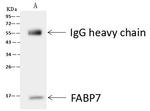 FABP7 Antibody in Immunoprecipitation (IP)