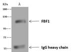 FBF1 Antibody in Immunoprecipitation (IP)