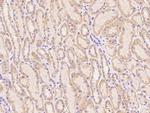 G2E3 Antibody in Immunohistochemistry (Paraffin) (IHC (P))