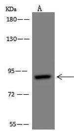 G2E3 Antibody in Western Blot (WB)