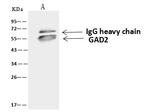 GAD65 Antibody in Immunoprecipitation (IP)