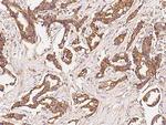 GAP43 Antibody in Immunohistochemistry (Paraffin) (IHC (P))