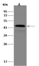 GAP43 Antibody in Western Blot (WB)