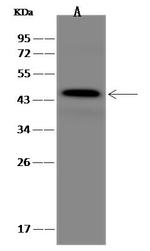 GAP43 Antibody in Western Blot (WB)