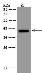 GDPGP1 Antibody in Western Blot (WB)