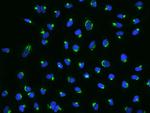 GOLGA1 Antibody in Immunocytochemistry (ICC/IF)