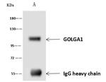 GOLGA1 Antibody in Immunoprecipitation (IP)