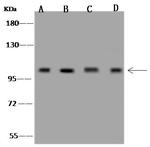 GOLGA1 Antibody in Western Blot (WB)