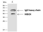 HIBCH Antibody in Immunoprecipitation (IP)