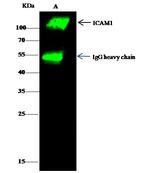ICAM-1 Antibody in Immunoprecipitation (IP)