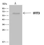 IFIT3 Antibody in Immunoprecipitation (IP)