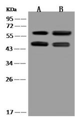 IFIT3 Antibody in Western Blot (WB)