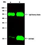 IFITM1 Antibody in Immunoprecipitation (IP)