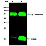 IFITM1 Antibody in Immunoprecipitation (IP)