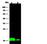 IFITM1 Antibody in Western Blot (WB)