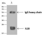 IL-18 Antibody in Immunoprecipitation (IP)