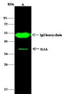 IL-1 alpha Antibody in Immunoprecipitation (IP)