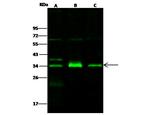 IL-1 alpha Antibody in Western Blot (WB)