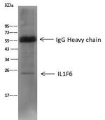 IL1F6 Antibody in Immunoprecipitation (IP)