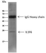 IL1F6 Antibody in Immunoprecipitation (IP)