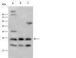 IL1F6 Antibody in Western Blot (WB)