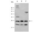 IL1F6 Antibody in Western Blot (WB)