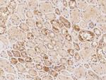 JRKL Antibody in Immunohistochemistry (Paraffin) (IHC (P))