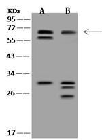 JRKL Antibody in Western Blot (WB)