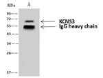 KCNS3 Antibody in Immunoprecipitation (IP)