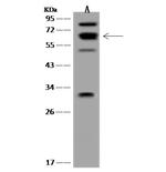 KCNS3 Antibody in Western Blot (WB)