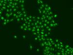 SAM68 Antibody in Immunocytochemistry (ICC/IF)