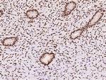 SAM68 Antibody in Immunohistochemistry (Paraffin) (IHC (P))