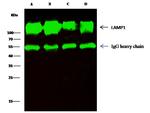 LAMP1 Antibody in Immunoprecipitation (IP)