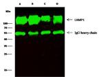 LAMP1 Antibody in Immunoprecipitation (IP)