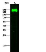 LAMP1 Antibody in Western Blot (WB)