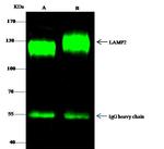LAMP2 Antibody in Immunoprecipitation (IP)