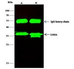 LDHA Antibody in Immunoprecipitation (IP)