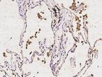 LPXN Antibody in Immunohistochemistry (Paraffin) (IHC (P))