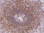 LPXN Antibody in Immunohistochemistry (Paraffin) (IHC (P))