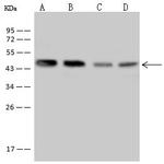 LPXN Antibody in Western Blot (WB)