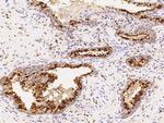 Latexin Antibody in Immunohistochemistry (Paraffin) (IHC (P))