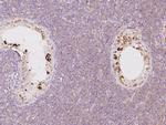 LZTFL1 Antibody in Immunohistochemistry (Paraffin) (IHC (P))