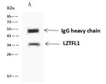 LZTFL1 Antibody in Immunoprecipitation (IP)